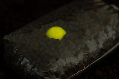 Sticky Baits Pineapple & N-Butyric Pop ups